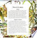 Libro El Hombre de Los Cangrejos/The Crab Man